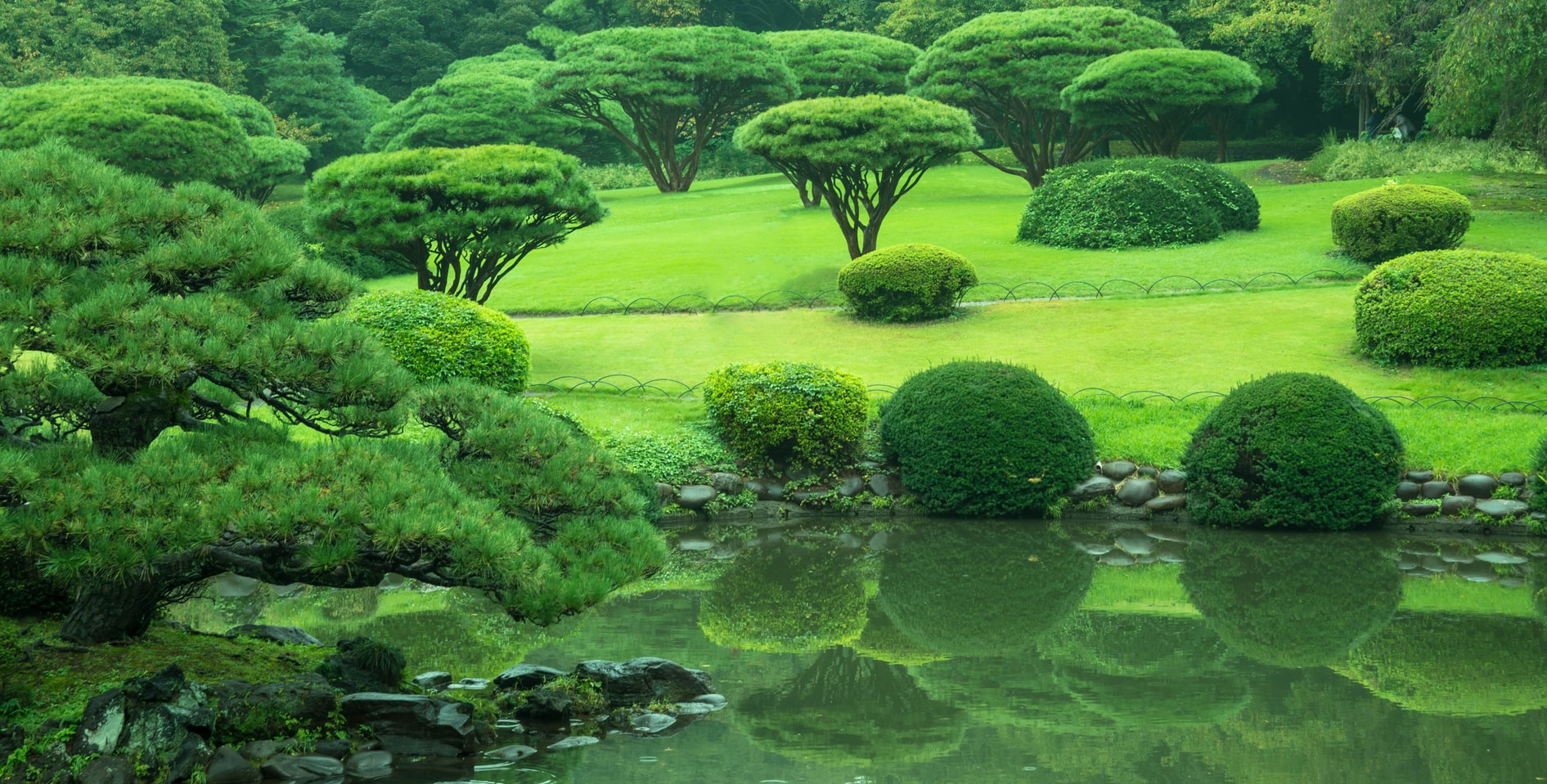 Censimento del verde Catasto arboreo Endoterapia Fitopatologia